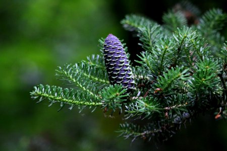 Pine Family Ecosystem Spruce Tree photo