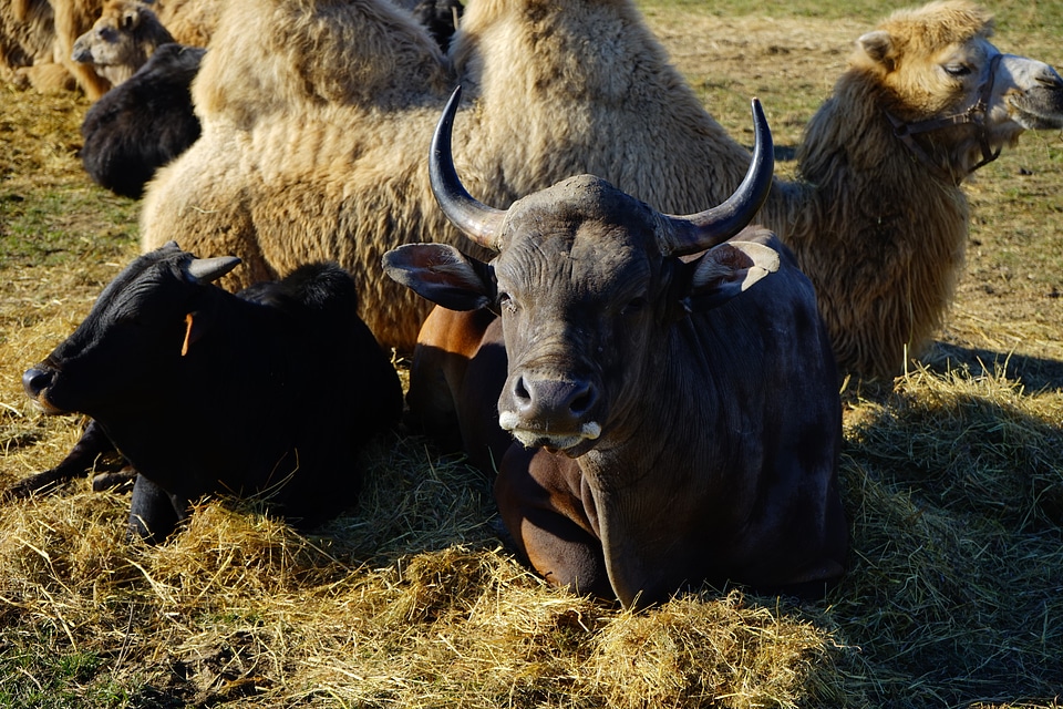 Horns concerns rest