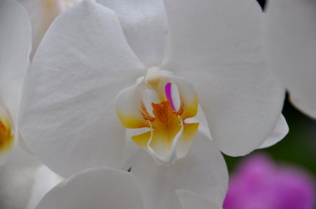 Flower White Flowering Plant Yellow photo