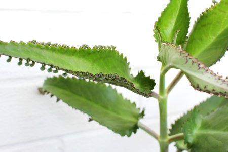 Leaf Plant Plant Stem Herb