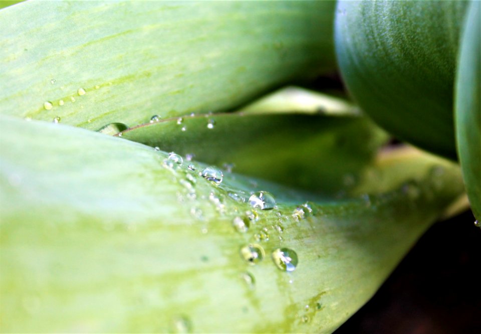 Water Leaf Drop Close Up