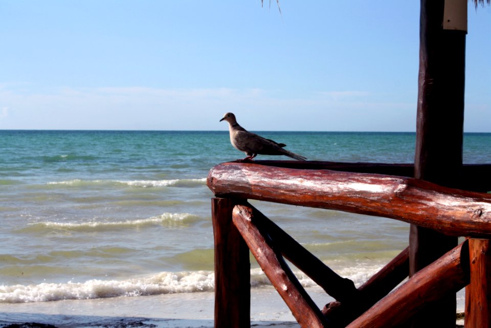 Sea Body Of Water Ocean Water