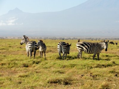 Wildlife Grassland Ecosystem Zebra photo