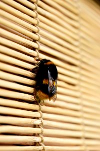 Bee Fauna Membrane Winged Insect Insect