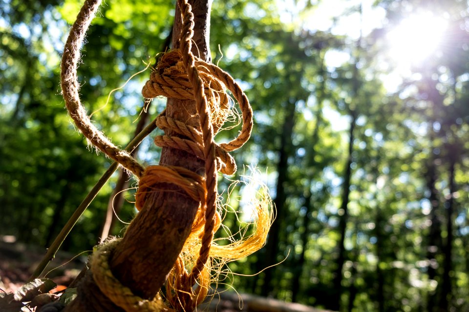 Tree Plant Branch Flora