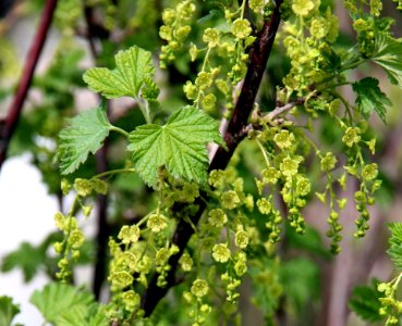 Grapevine Family Plant Currant Vitis
