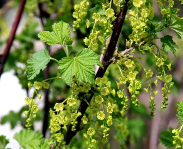 Grapevine Family Plant Currant Vitis photo