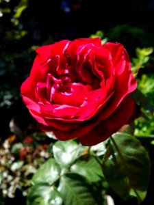 Rose Flower Garden Roses Rose Family photo