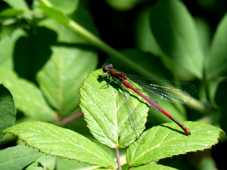 Insect Damselfly Dragonflies And Damseflies Leaf photo