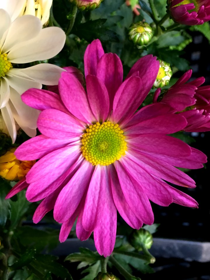 Flower Plant Marguerite Daisy Flowering Plant