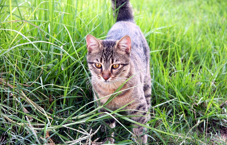 Domestic feline kitty