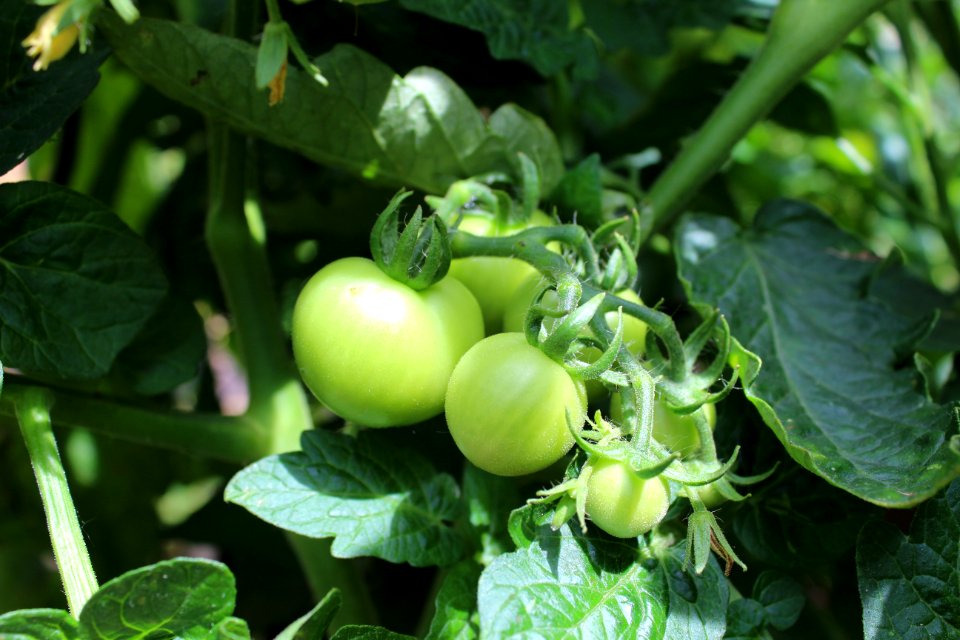 Fruit Plant Bush Tomato Potato And Tomato Genus