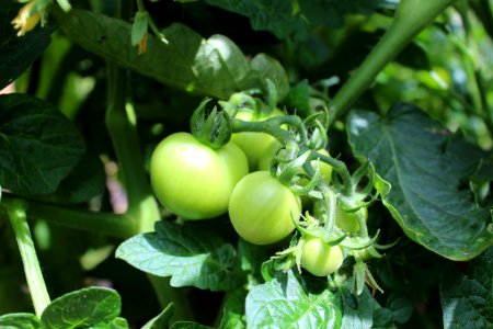 Fruit Plant Bush Tomato Potato And Tomato Genus