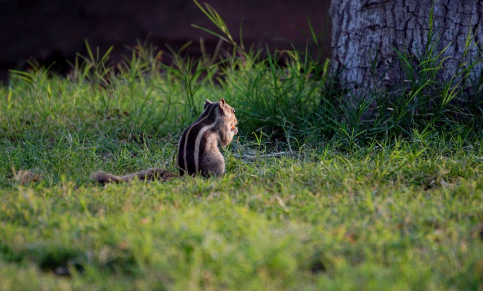 Wildlife Fauna Ecosystem Mammal