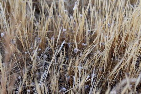Grass Family Grass Straw Phragmites