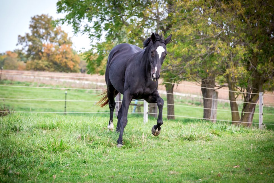 Horse Pasture Stallion Mare