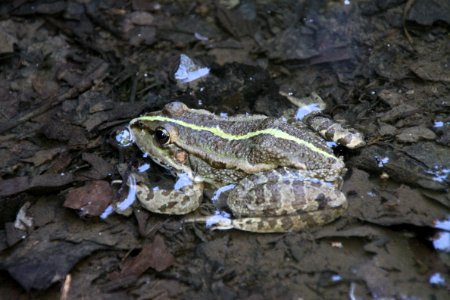 Toad Amphibian Frog Fauna photo