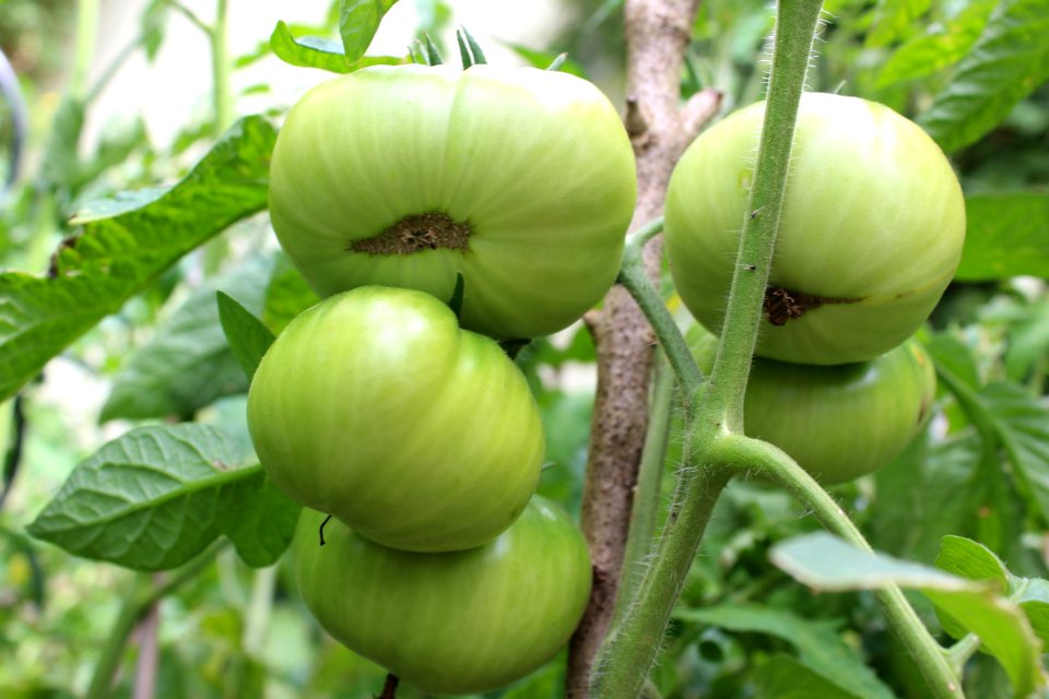 Fruit Tree Plant Fruit Tomatillo