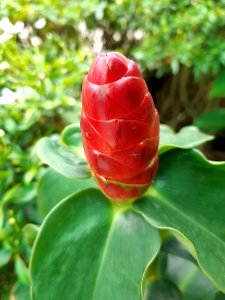 Plant Flower Bud Flowering Plant