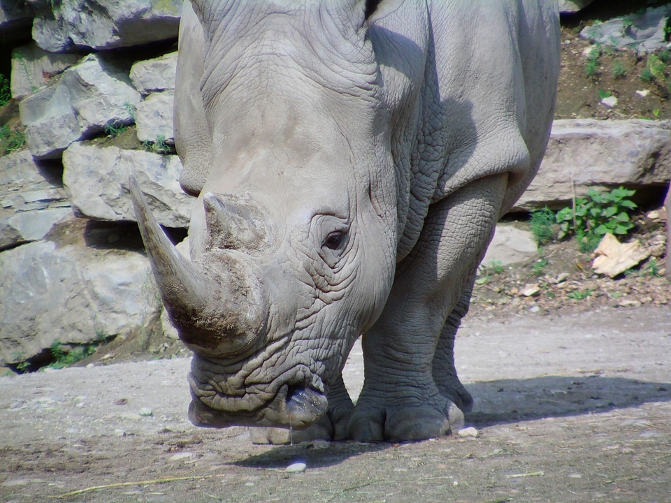 Africa safari zoo
