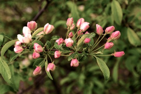 Plant Flora Flower Bud
