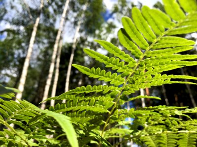 Vegetation Plant Ferns And Horsetails Fern photo