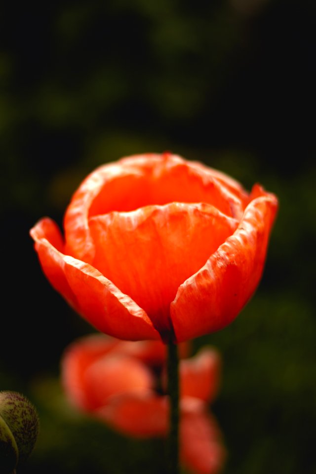 Close Up Bud Flower Petal