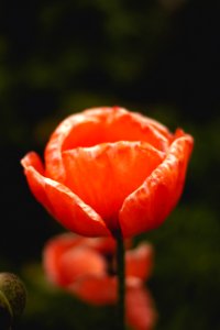 Close Up Bud Flower Petal