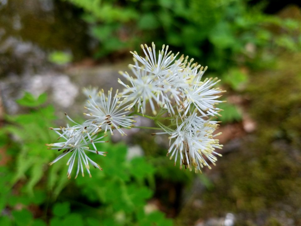 Flora Plant Flower Subshrub