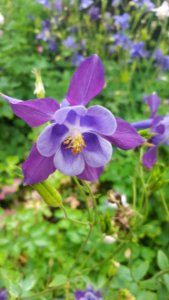 Flower Plant Flora Flowering Plant