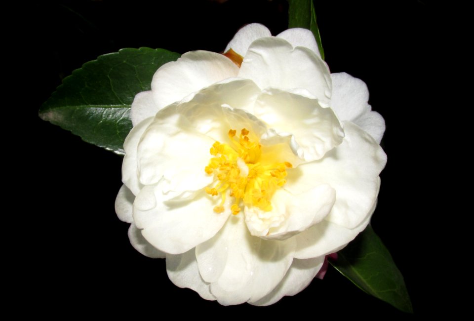 Flower White Plant Flowering Plant