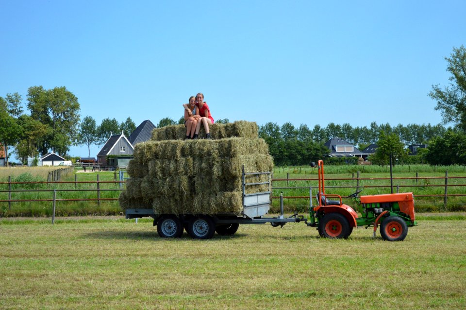 Hay Plant Grassland Field