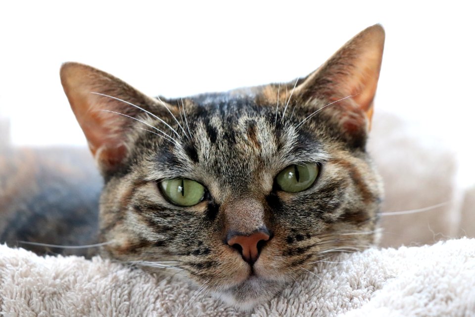 Cat Whiskers Dragon Li Mammal