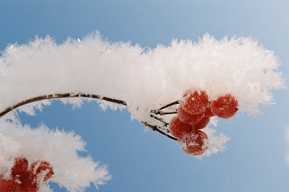 Deciduous tree haw hoarfrost