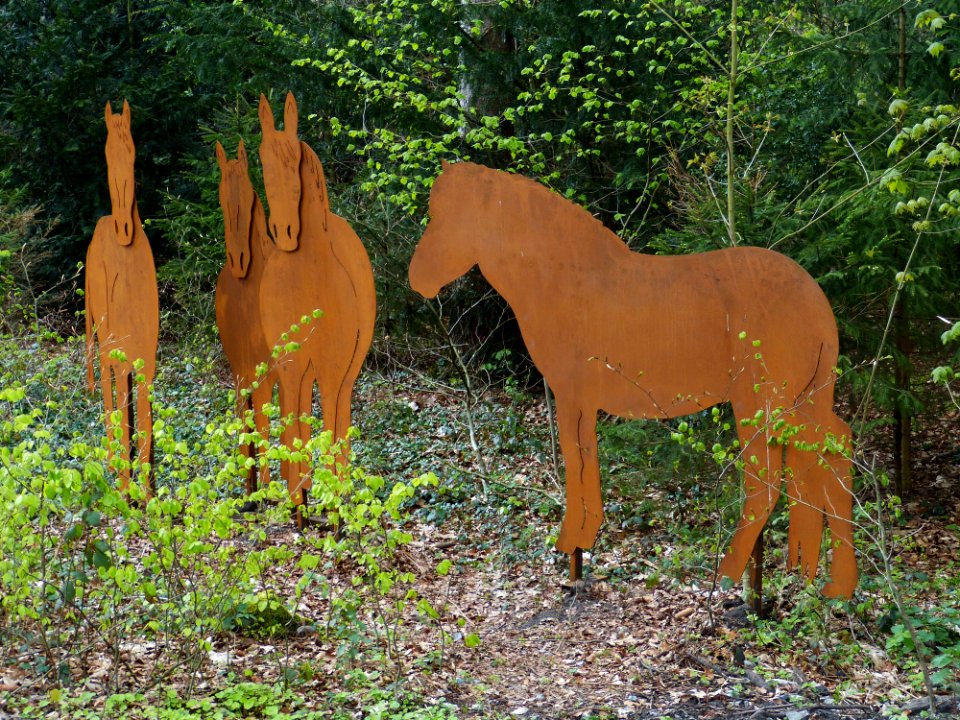 Horse Horse Like Mammal Fauna Mare