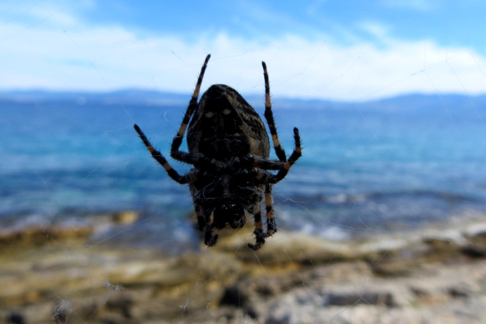 Insect Invertebrate Fauna Wildlife
