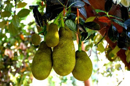 Jackfruit Cempedak Fruit Artocarpus photo