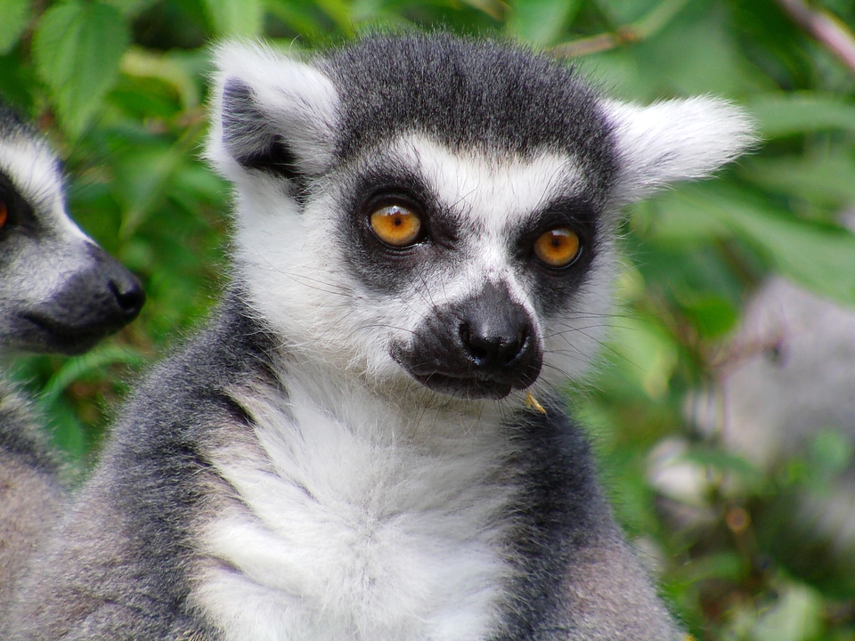 Ring tailed lemur sun worshippers monkey
