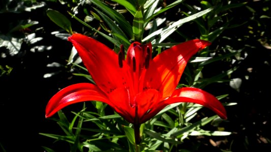 Plant Flower Lily Flora photo