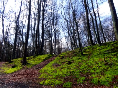 Woodland Tree Nature Path photo