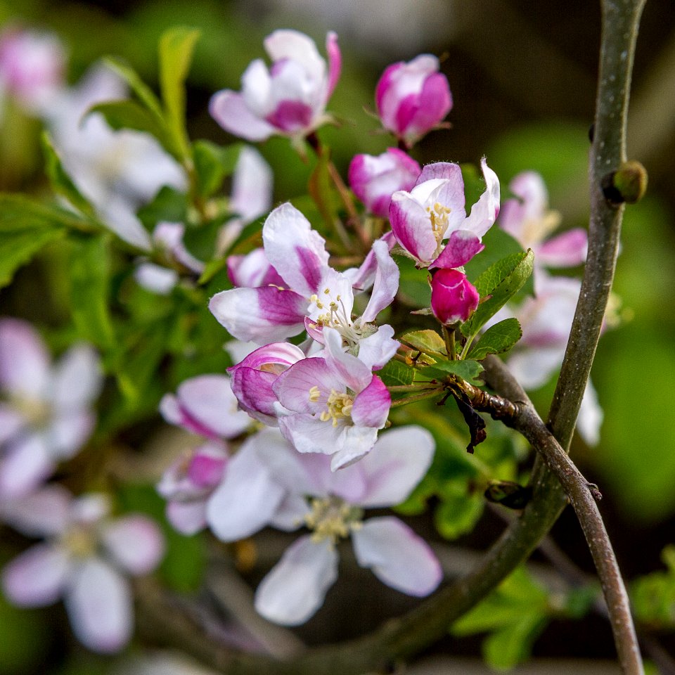 Flora Flower Plant Spring