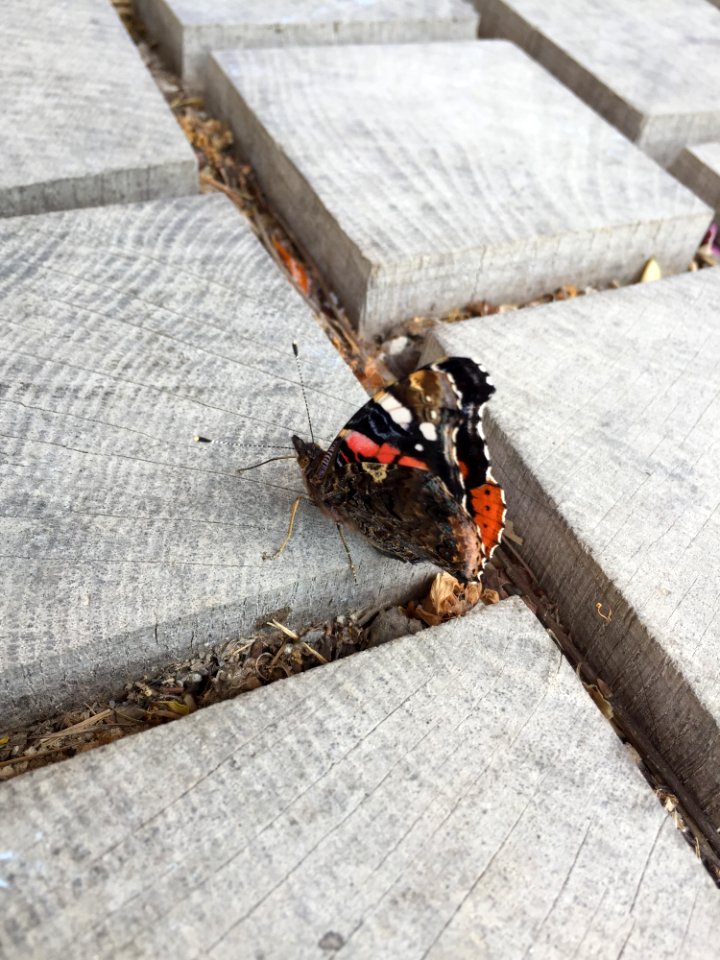 Insect Wood Membrane Winged Insect Invertebrate