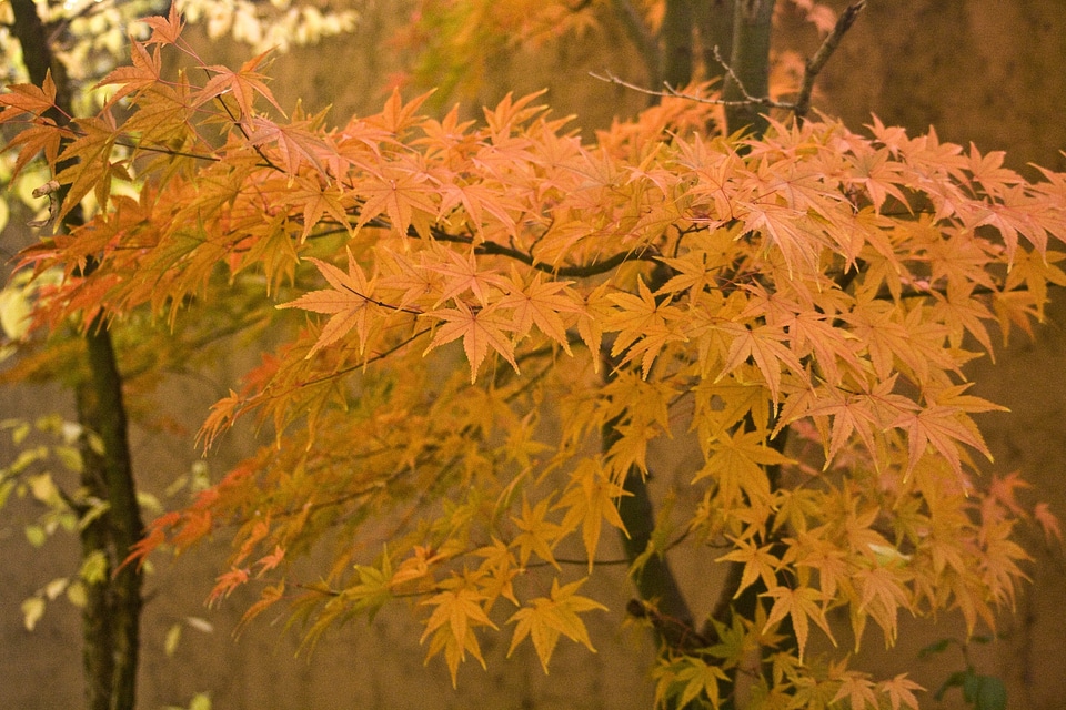 Book october autumn