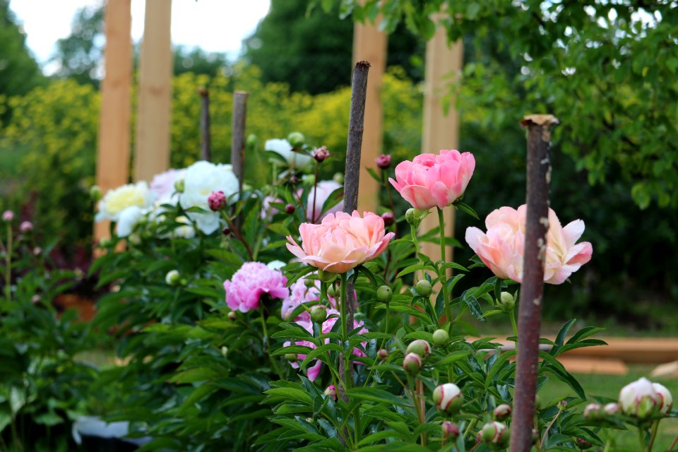 Flower Plant Garden Flowering Plant