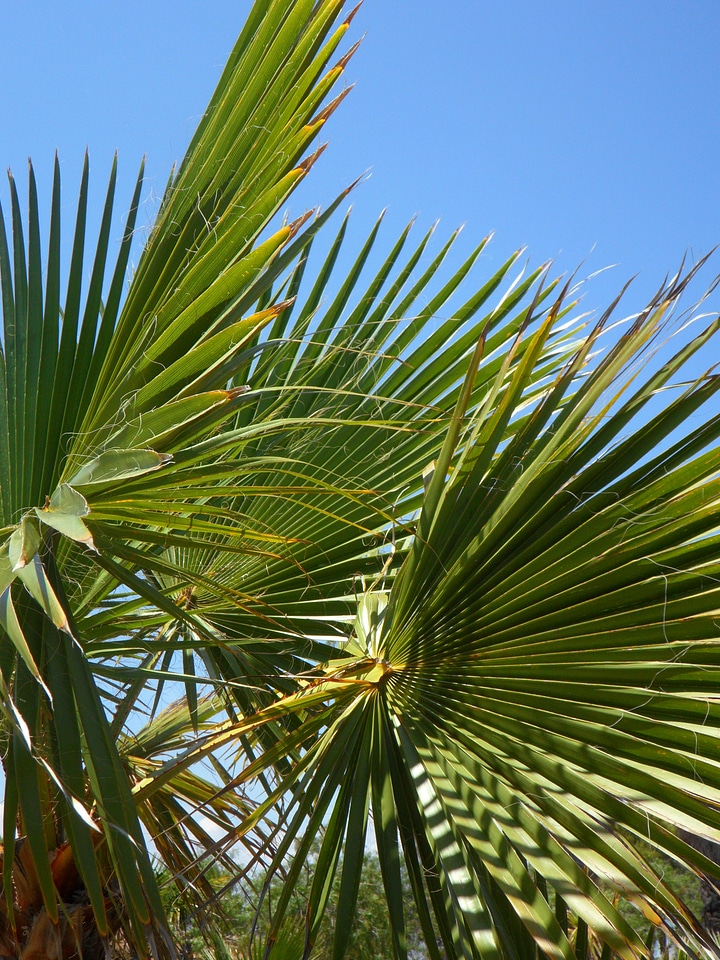 Structure sky palm fronds