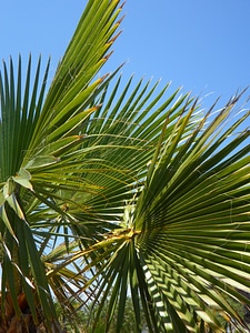 Structure sky palm fronds