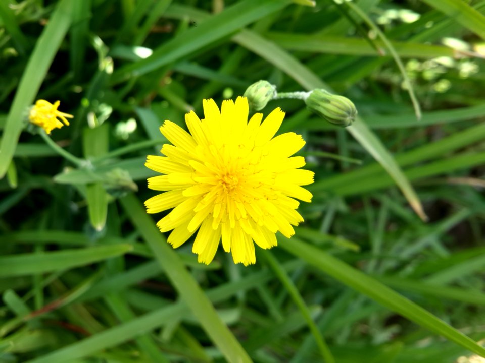 Flower Yellow Flora Sow Thistles