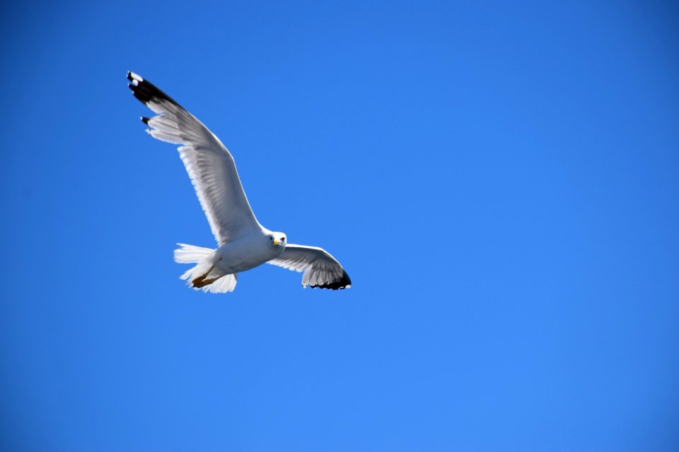 Sky Bird Beak Gull photo