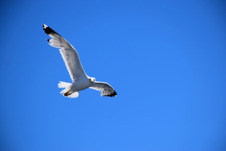 Sky Bird Beak Gull