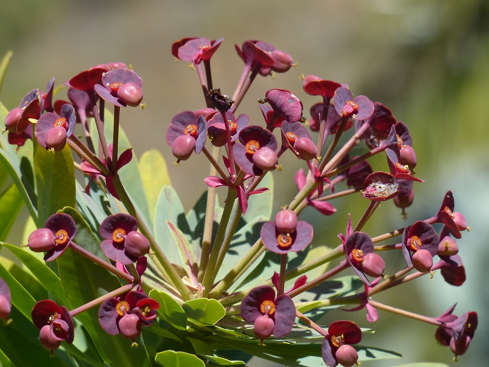 Spurge euphorbia atropurpurea euphorbia